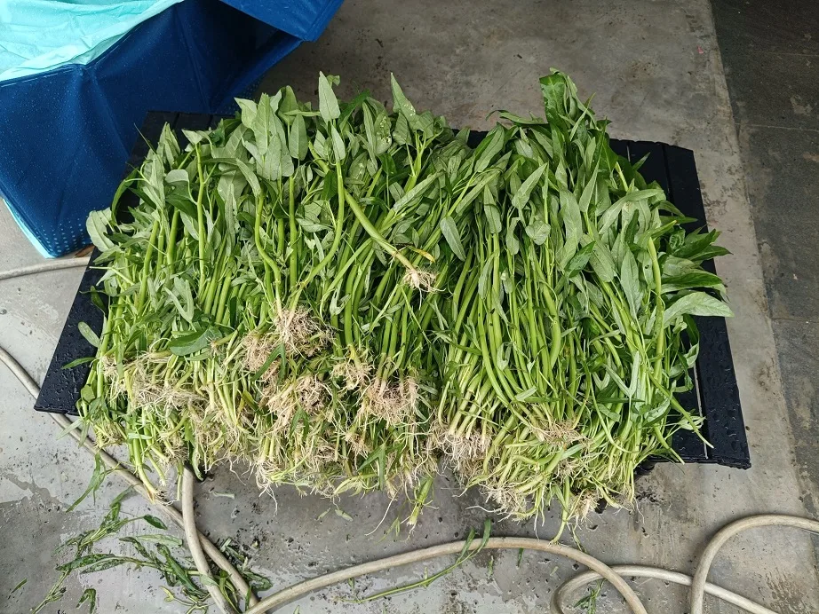 Berbaloi Tanam KANGKUNG Kaedah Separa Hidroponik, Sangkut Dekat Pagar Jimat Ruang! 10 Berbaloi Tanam KANGKUNG Kaedah Separa Hidroponik, Sangkut Dekat Pagar Jimat Ruang!