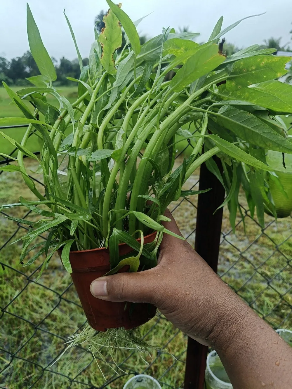 Berbaloi Tanam KANGKUNG Kaedah Separa Hidroponik, Sangkut Dekat Pagar Jimat Ruang!