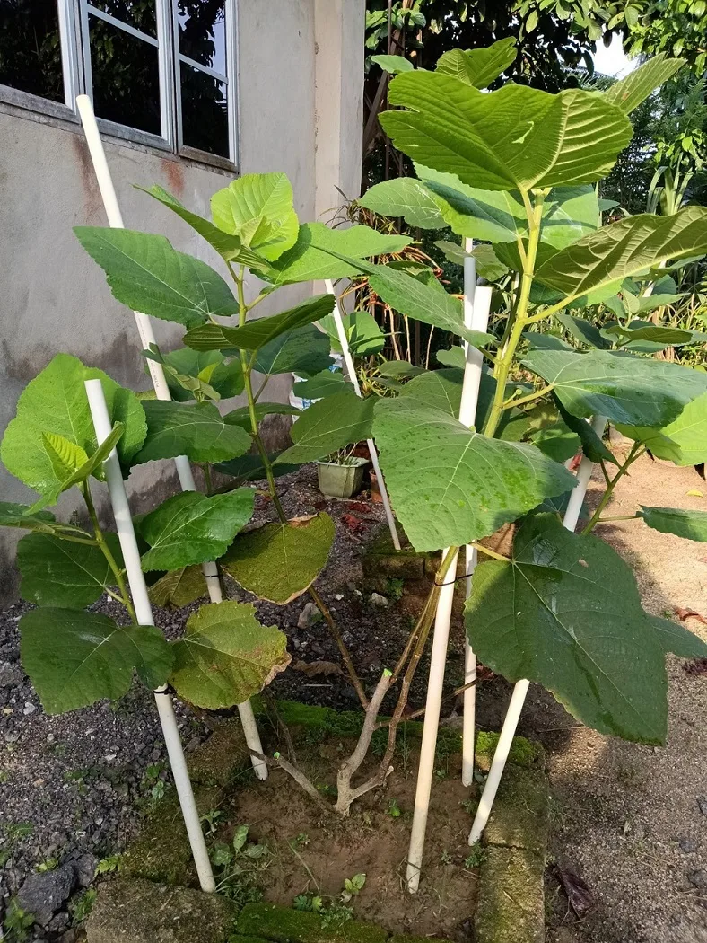Tahan Lasak & Mudah Jaga, Pokok Tin Iraqi Pilihan Terbaik Untuk Laman Rumah Anda 16 Tahan Lasak & Mudah Jaga, Pokok Tin Iraqi Pilihan Terbaik Untuk Laman Rumah Anda
