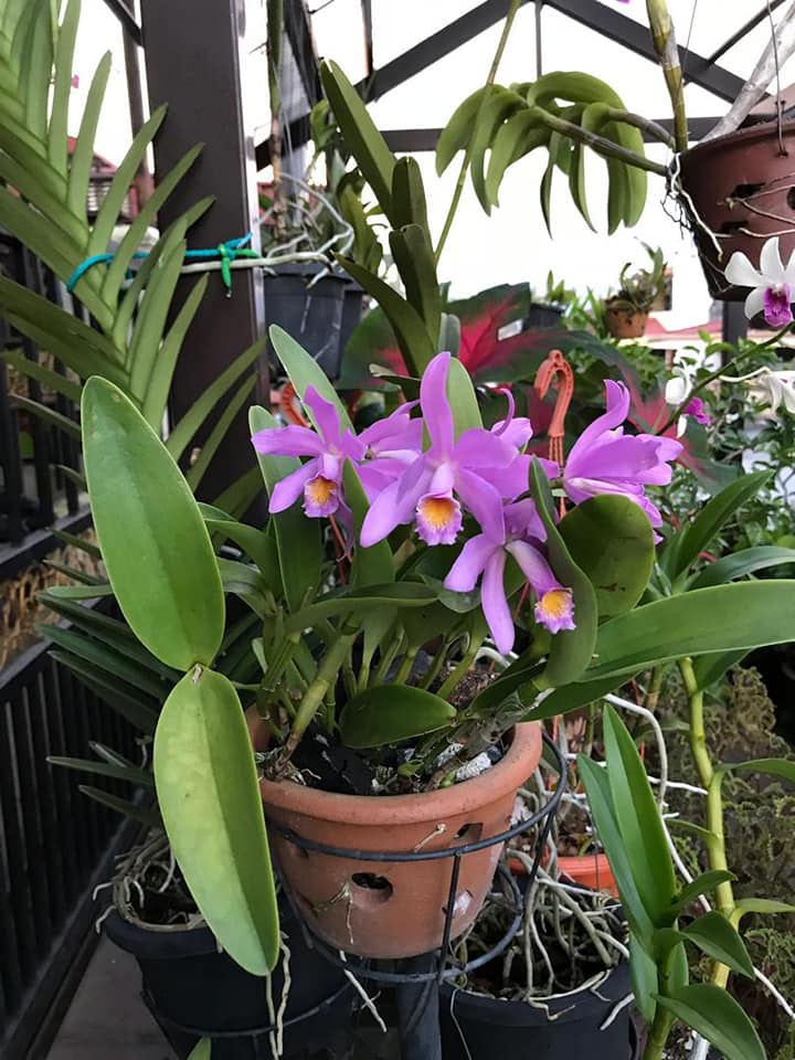 Pantang Larang Tanam Orkid: Rahsia Penjagaan Orkid Agar Kekal Segar & Cantik 4 Pantang Larang Tanam Orkid: Rahsia Penjagaan Orkid Agar Kekal Segar & Cantik