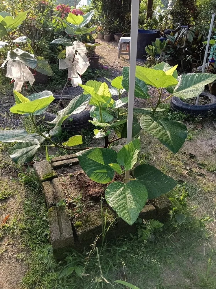 Tahan Lasak & Mudah Jaga, Pokok Tin Iraqi Pilihan Terbaik Untuk Laman Rumah Anda 14 Tahan Lasak & Mudah Jaga, Pokok Tin Iraqi Pilihan Terbaik Untuk Laman Rumah Anda