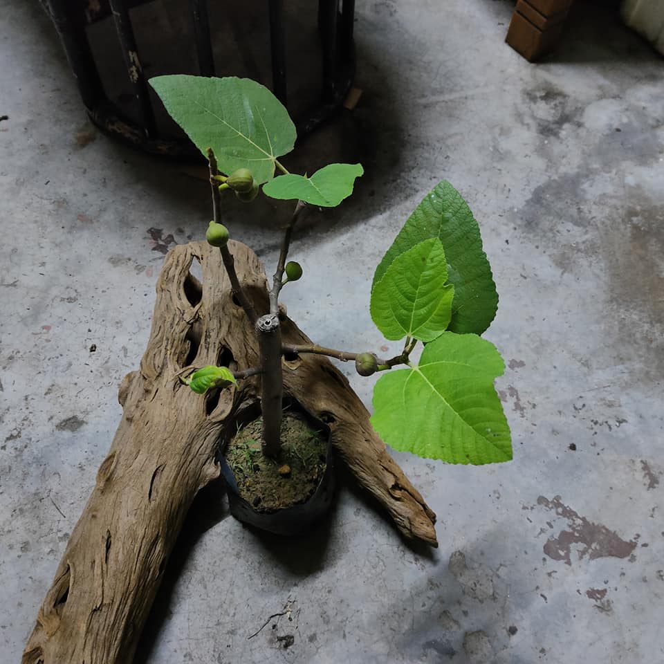 Tahan Lasak & Mudah Jaga, Pokok Tin Iraqi Pilihan Terbaik Untuk Laman Rumah Anda 18 Tahan Lasak & Mudah Jaga, Pokok Tin Iraqi Pilihan Terbaik Untuk Laman Rumah Anda