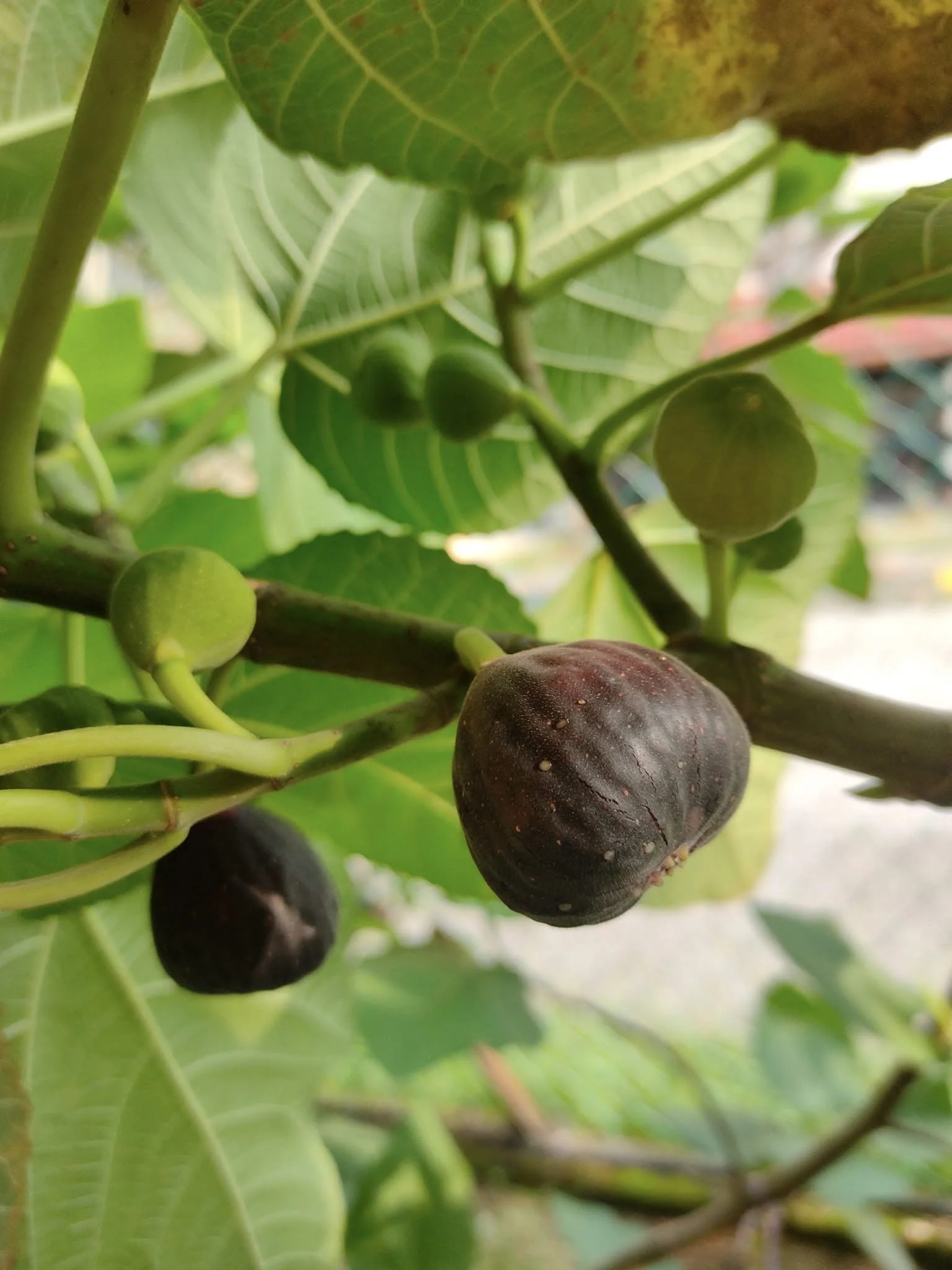 Tahan Lasak & Mudah Jaga, Pokok Tin Iraqi Pilihan Terbaik Untuk Laman Rumah Anda