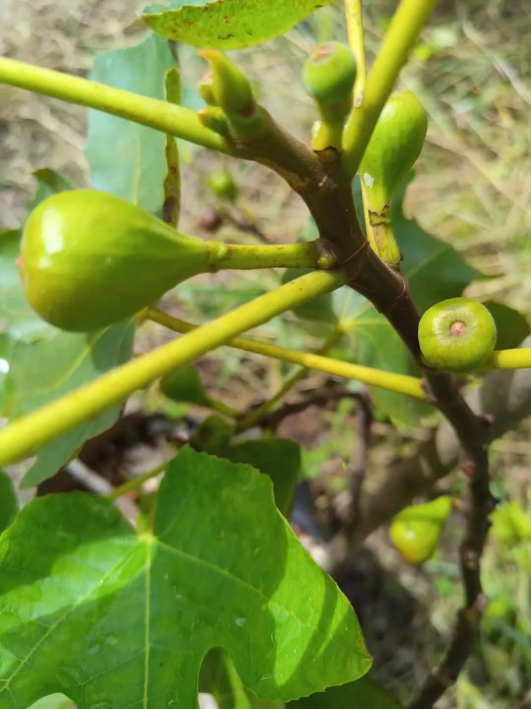 Tahan Lasak & Mudah Jaga, Pokok Tin Iraqi Pilihan Terbaik Untuk Laman Rumah Anda