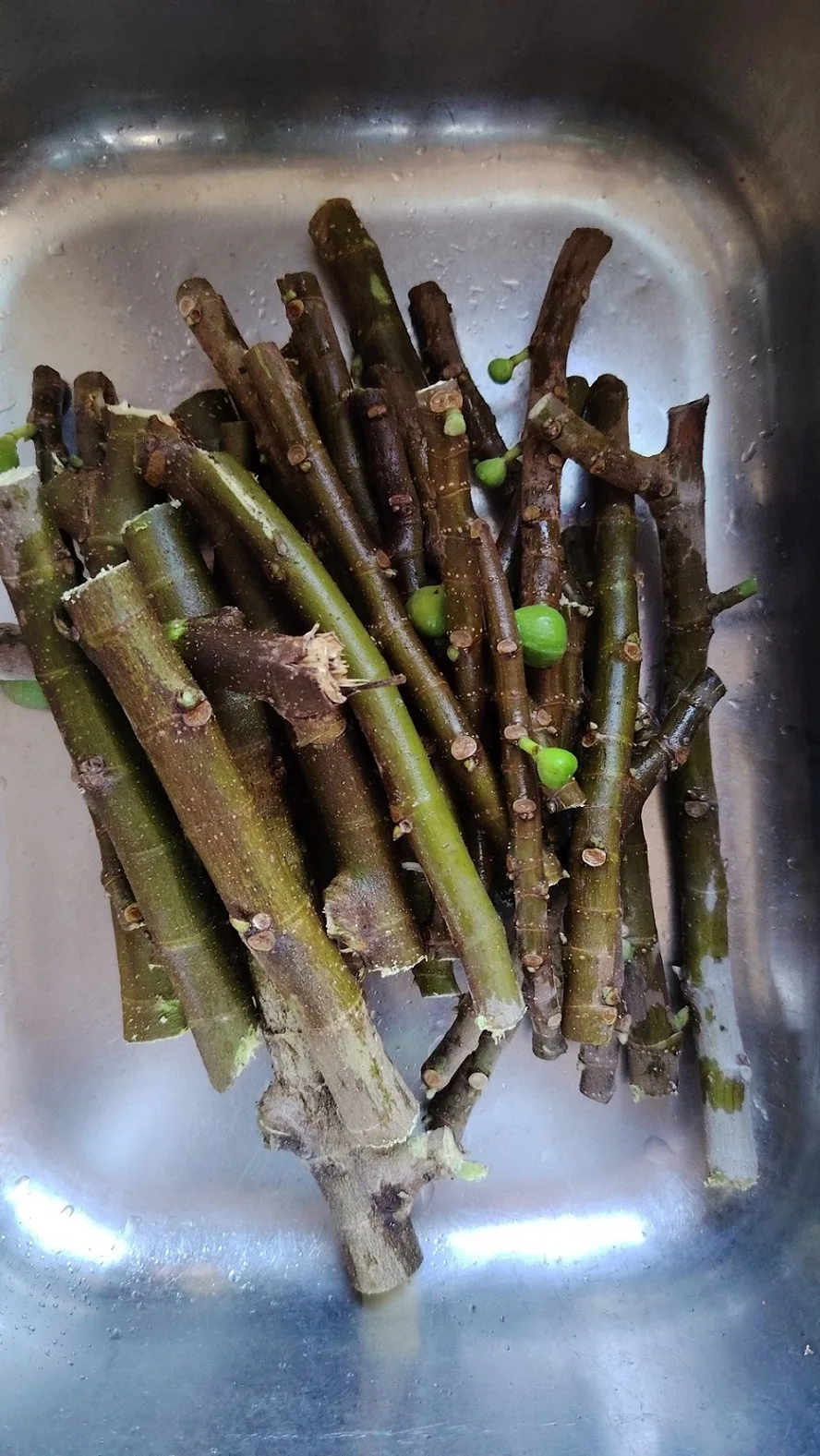 Tahan Lasak & Mudah Jaga, Pokok Tin Iraqi Pilihan Terbaik Untuk Laman Rumah Anda 17 Tahan Lasak & Mudah Jaga, Pokok Tin Iraqi Pilihan Terbaik Untuk Laman Rumah Anda
