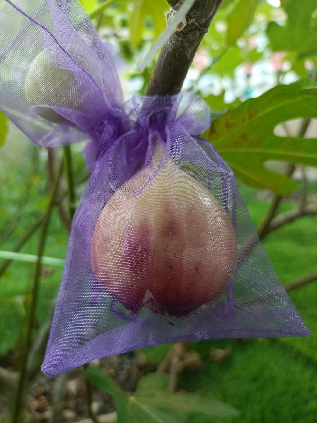 Tahan Lasak & Mudah Jaga, Pokok Tin Iraqi Pilihan Terbaik Untuk Laman Rumah Anda