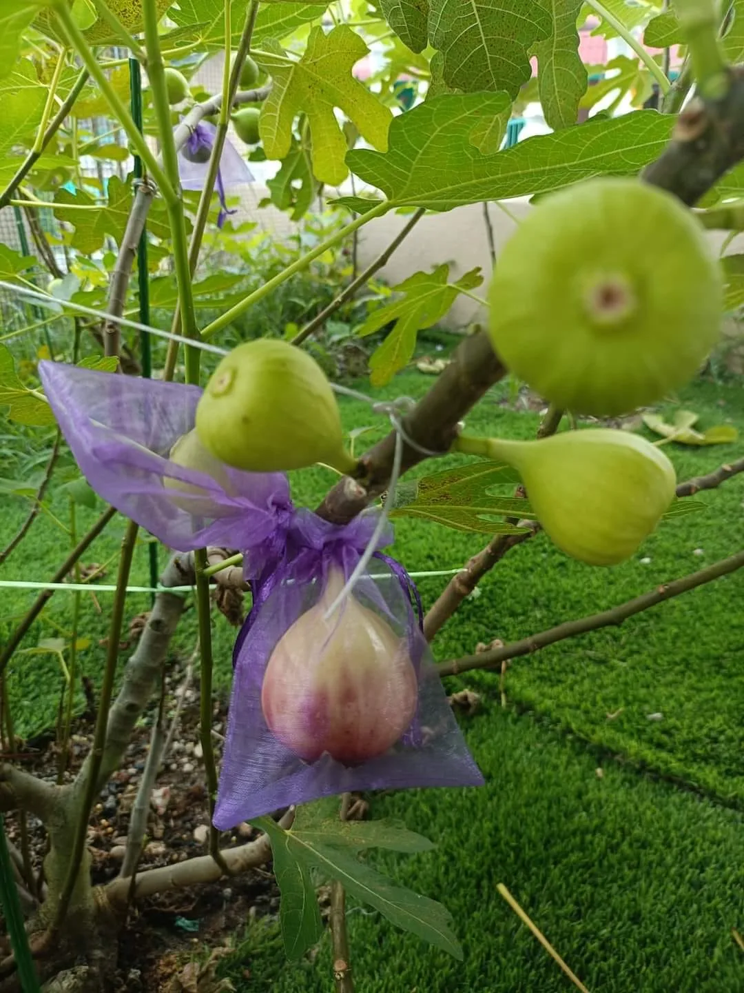 Tahan Lasak & Mudah Jaga, Pokok Tin Iraqi Pilihan Terbaik Untuk Laman Rumah Anda 22 Tahan Lasak & Mudah Jaga, Pokok Tin Iraqi Pilihan Terbaik Untuk Laman Rumah Anda