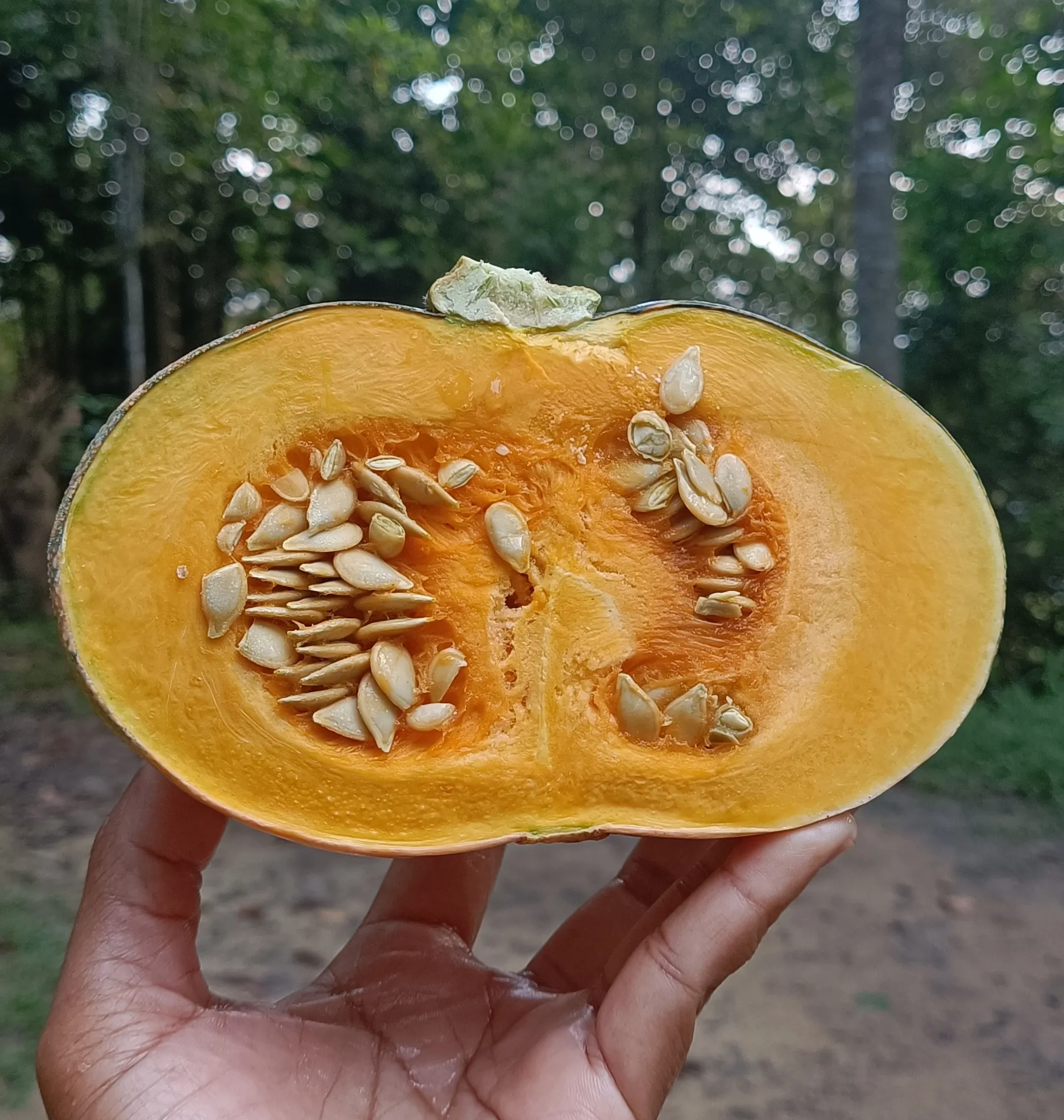 KULIT LABU Baja Organik Tinggi Nutrisi Untuk Tanaman, Daun Lebih Segar, Bunga Banyak, Buah Lebih Manis