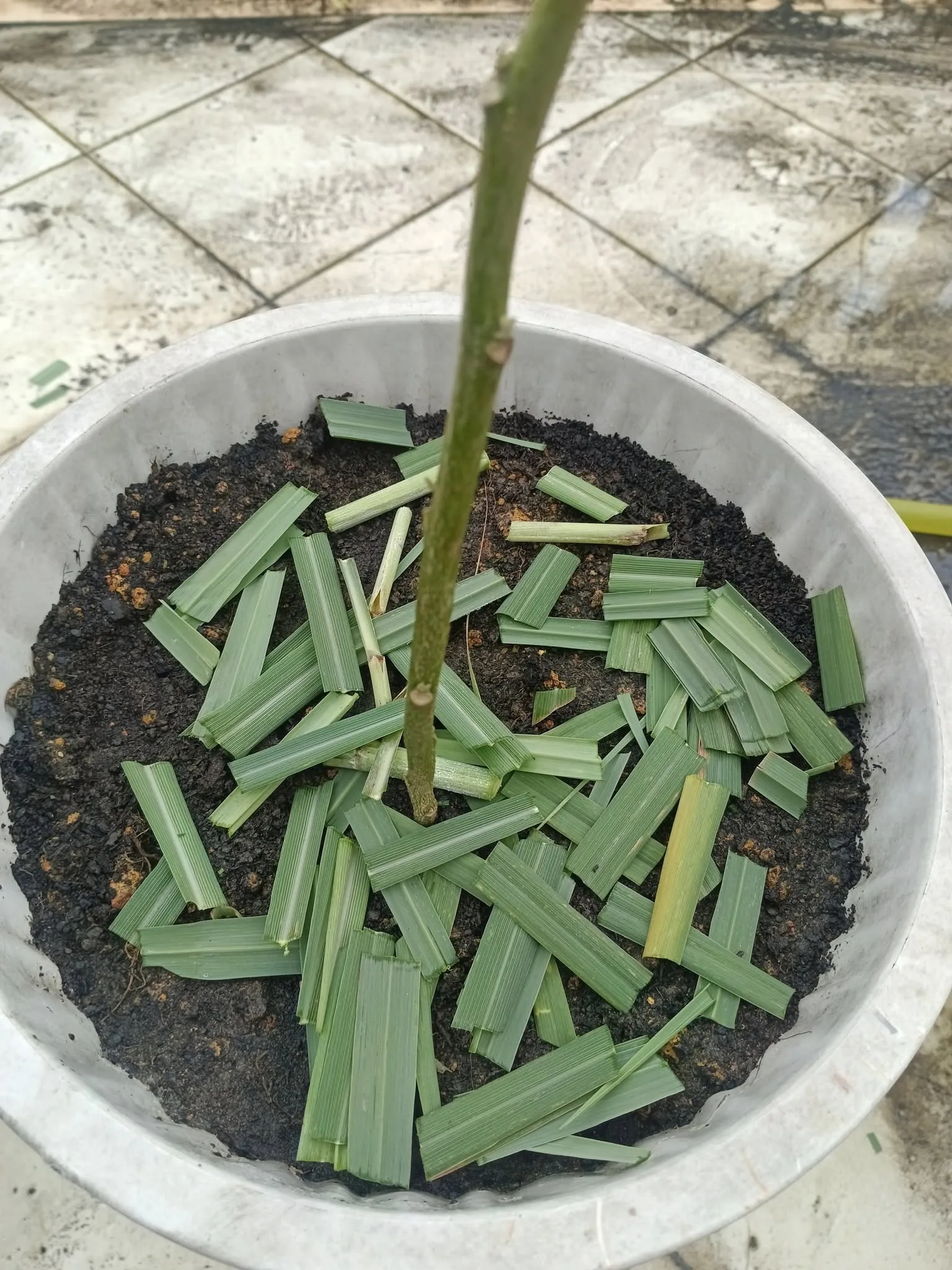 Daun Serai Jangan Dibuang, Gunting Kecil-kecil, Tabur Sekeliling Tanaman 5 Daun Serai Jangan Dibuang, Gunting Kecil-kecil, Tabur Sekeliling Tanaman