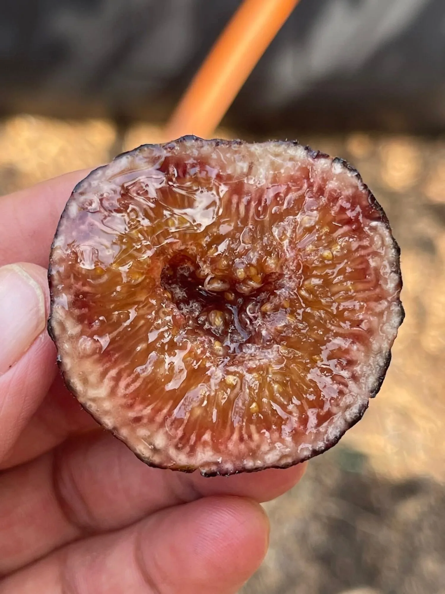 Tahan Lasak & Mudah Jaga, Pokok Tin Iraqi Pilihan Terbaik Untuk Laman Rumah Anda