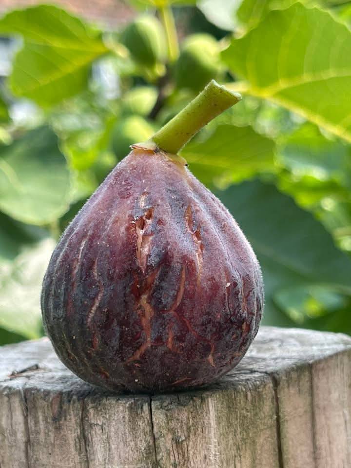 Tahan Lasak & Mudah Jaga, Pokok Tin Iraqi Pilihan Terbaik Untuk Laman Rumah Anda 25 Tahan Lasak & Mudah Jaga, Pokok Tin Iraqi Pilihan Terbaik Untuk Laman Rumah Anda