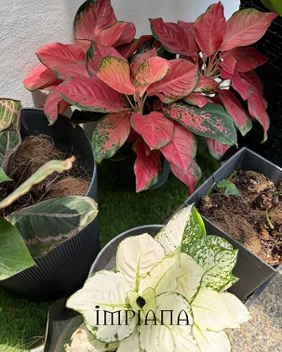 Dekor Landskap Idea Sendiri, LAMAN Konsep Modern Tropical, Mudah Jaga & Praktikal