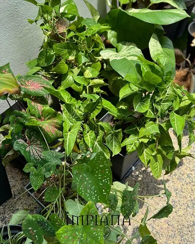 Dekor Landskap Idea Sendiri, LAMAN Konsep Modern Tropical, Mudah Jaga & Praktikal 24 Dekor Landskap Idea Sendiri, LAMAN Konsep Modern Tropical, Mudah Jaga & Praktikal