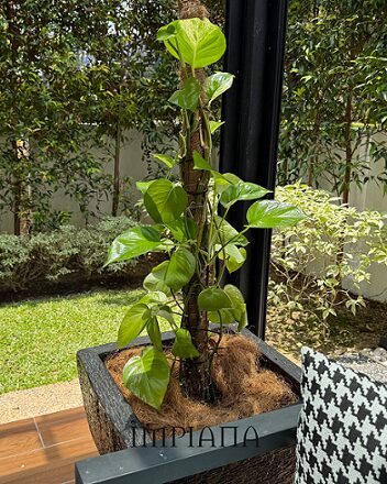 Dekor Landskap Idea Sendiri, LAMAN Konsep Modern Tropical, Mudah Jaga & Praktikal