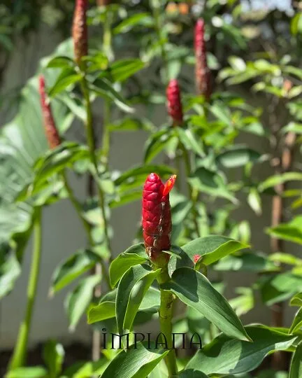 Dekor Landskap Idea Sendiri, LAMAN Konsep Modern Tropical, Mudah Jaga & Praktikal