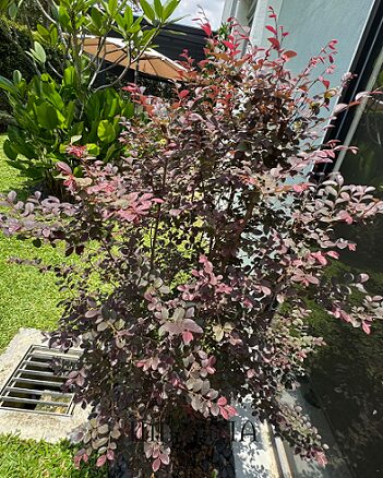 Dekor Landskap Idea Sendiri, LAMAN Konsep Modern Tropical, Mudah Jaga & Praktikal 28 Dekor Landskap Idea Sendiri, LAMAN Konsep Modern Tropical, Mudah Jaga & Praktikal