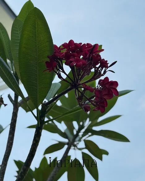 Dekor Landskap Idea Sendiri, LAMAN Konsep Modern Tropical, Mudah Jaga & Praktikal 33 Dekor Landskap Idea Sendiri, LAMAN Konsep Modern Tropical, Mudah Jaga & Praktikal