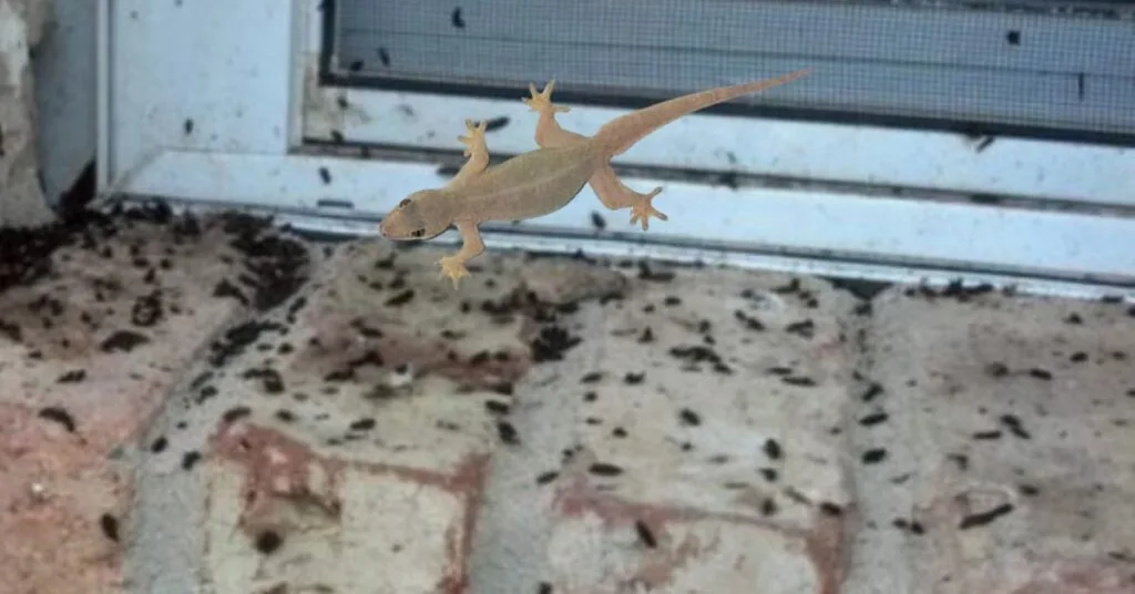 Petua Halau Cicak Guna Semburan Homemade, Mudah & Murah