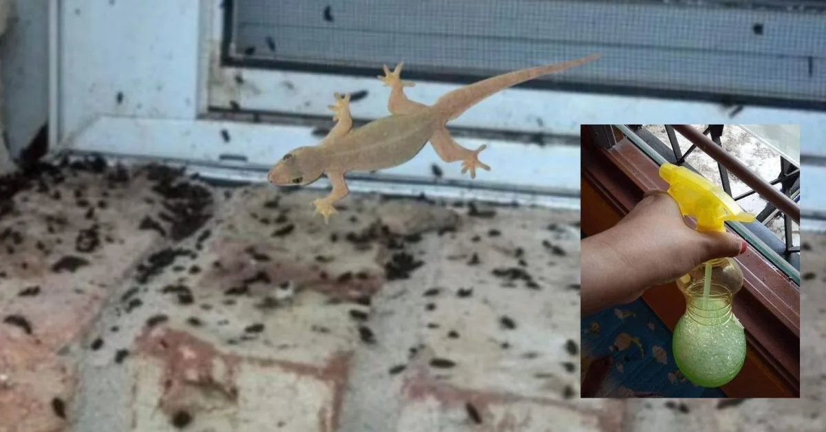 Petua Halau Cicak Guna Semburan Homemade, Mudah & Murah