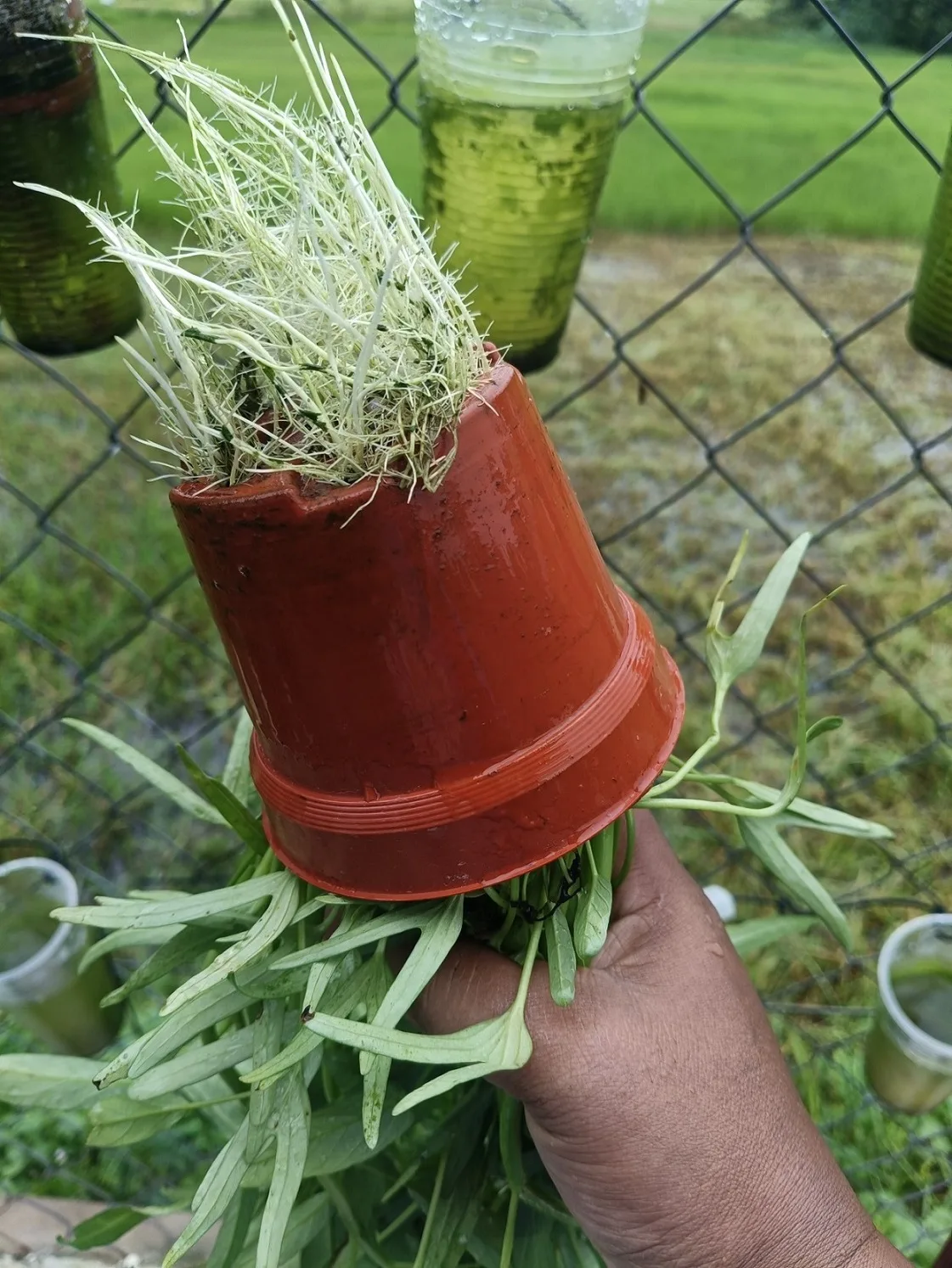 Berbaloi Tanam KANGKUNG Kaedah Separa Hidroponik, Sangkut Dekat Pagar Jimat Ruang! 14 Berbaloi Tanam KANGKUNG Kaedah Separa Hidroponik, Sangkut Dekat Pagar Jimat Ruang!