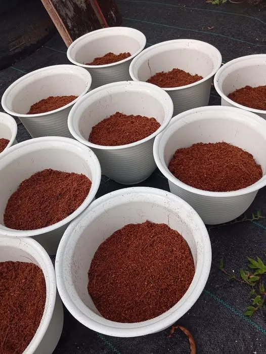 Ini Sebabnya Kena Basuh Cocopeat Sebelum Guna Sebagai Media Tanaman!