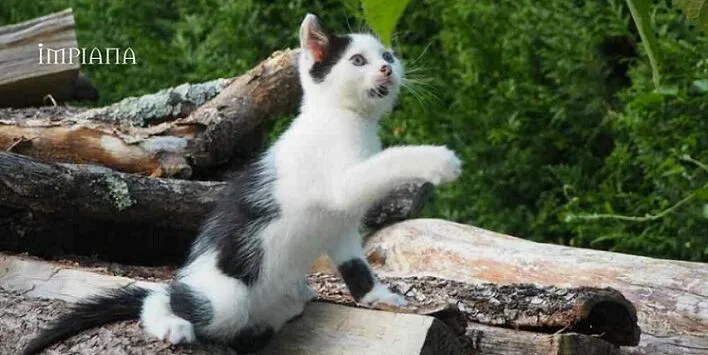 KUCING PELIHARAAN Sering Ceroboh & Buang Najis Rumah Jiran, Pemilik Haiwan Disaman RM6,190!