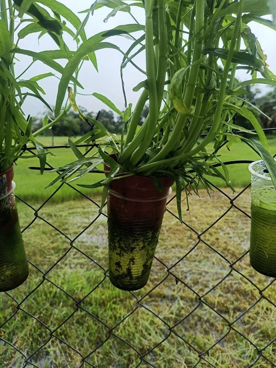 Berbaloi Tanam KANGKUNG Kaedah Separa Hidroponik, Sangkut Dekat Pagar Jimat Ruang!