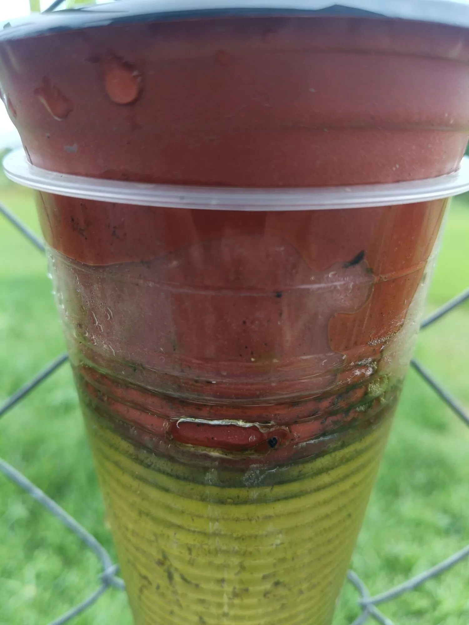 Berbaloi Tanam KANGKUNG Kaedah Separa Hidroponik, Sangkut Dekat Pagar Jimat Ruang! 15 Berbaloi Tanam KANGKUNG Kaedah Separa Hidroponik, Sangkut Dekat Pagar Jimat Ruang!