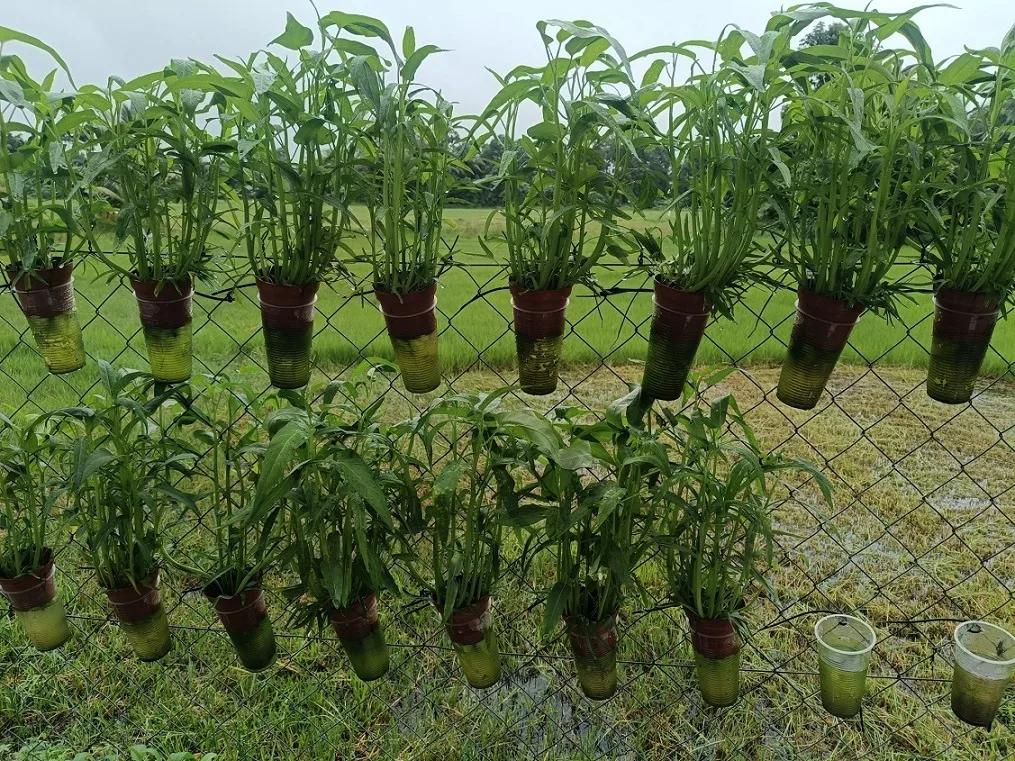 Berbaloi Tanam KANGKUNG Kaedah Separa Hidroponik, Sangkut Dekat Pagar Jimat Ruang! 12 Berbaloi Tanam KANGKUNG Kaedah Separa Hidroponik, Sangkut Dekat Pagar Jimat Ruang!