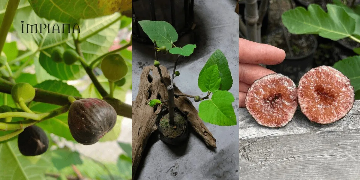 Tahan Lasak & Mudah Jaga, Pokok Tin Iraqi Pilihan Terbaik Untuk Laman Rumah Anda