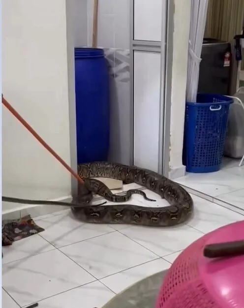 Guru Terkejut ULAR SAWA BATIK 5 Meter, Berat 60kg Jatuh Dari Atas Siling Tandas Rumah!