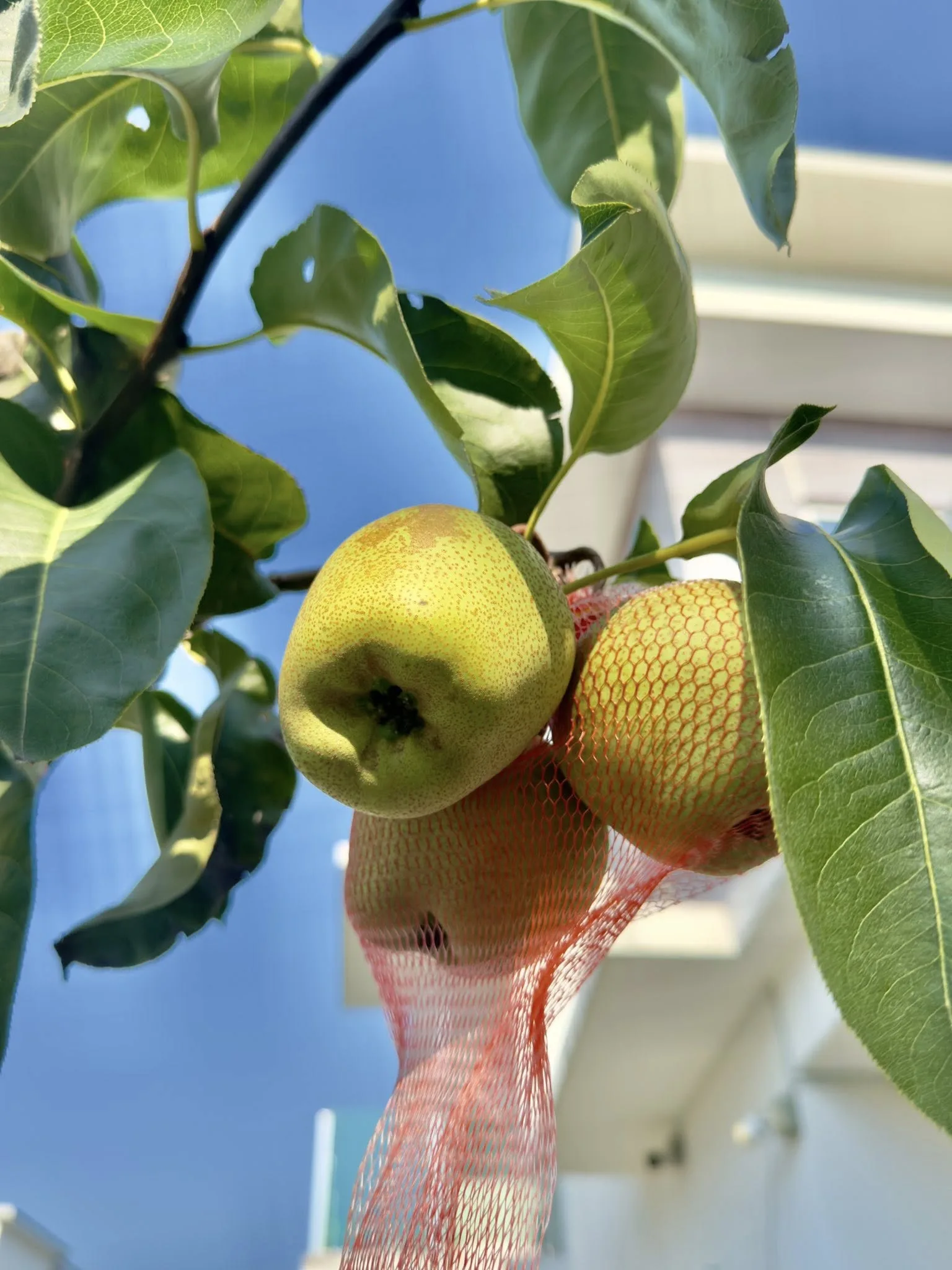 Tanam Pokok ‘Golden Pear’ Dalam Pasu, Boleh Sangat Berbuah Di Malaysia!
