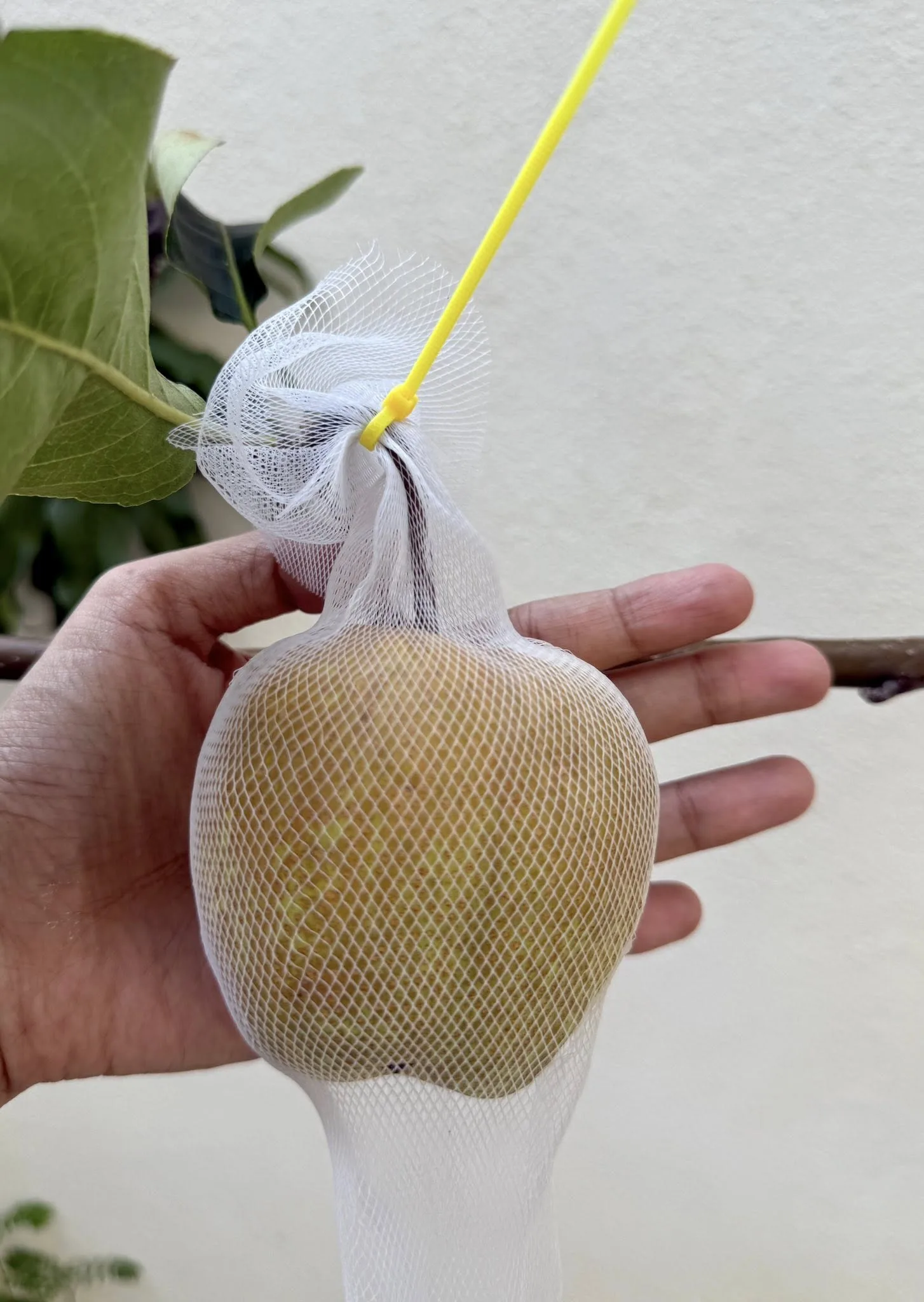 Tanam Pokok ‘Golden Pear’ Dalam Pasu, Boleh Sangat Berbuah Di Malaysia!