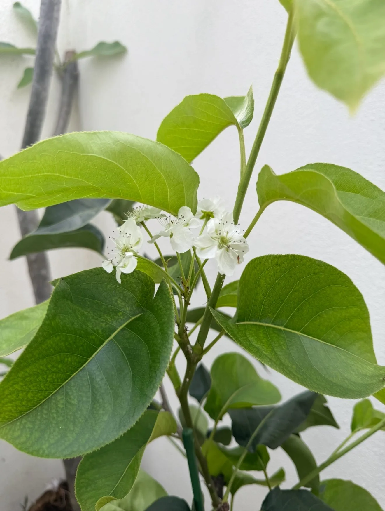 Tanam Pokok ‘Golden Pear’ Dalam Pasu, Boleh Sangat Berbuah Di Malaysia!