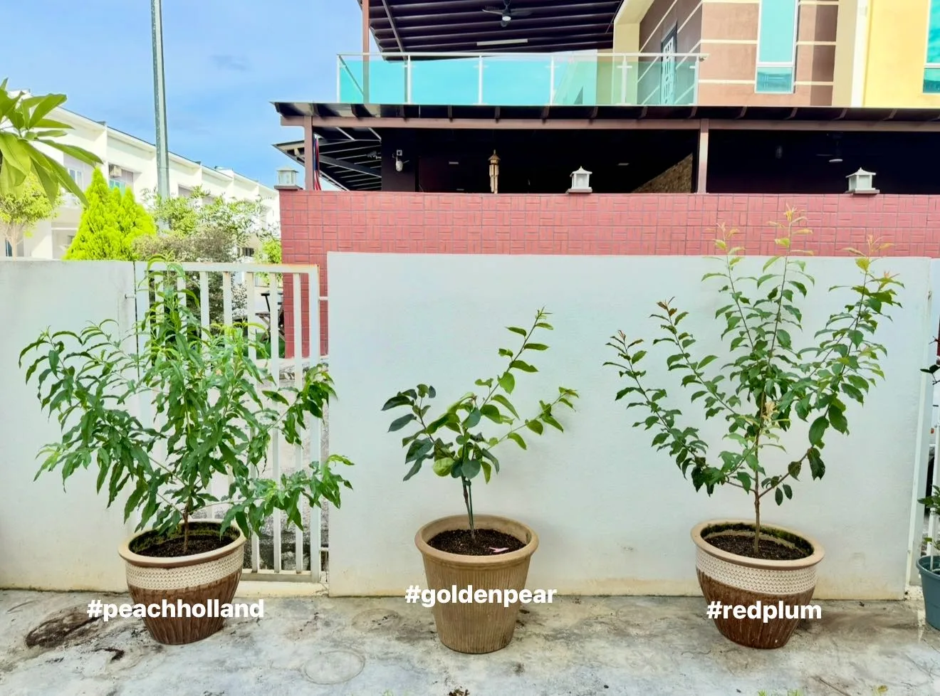 Tanam Pokok ‘Golden Pear’ Dalam Pasu, Boleh Sangat Berbuah Di Malaysia!