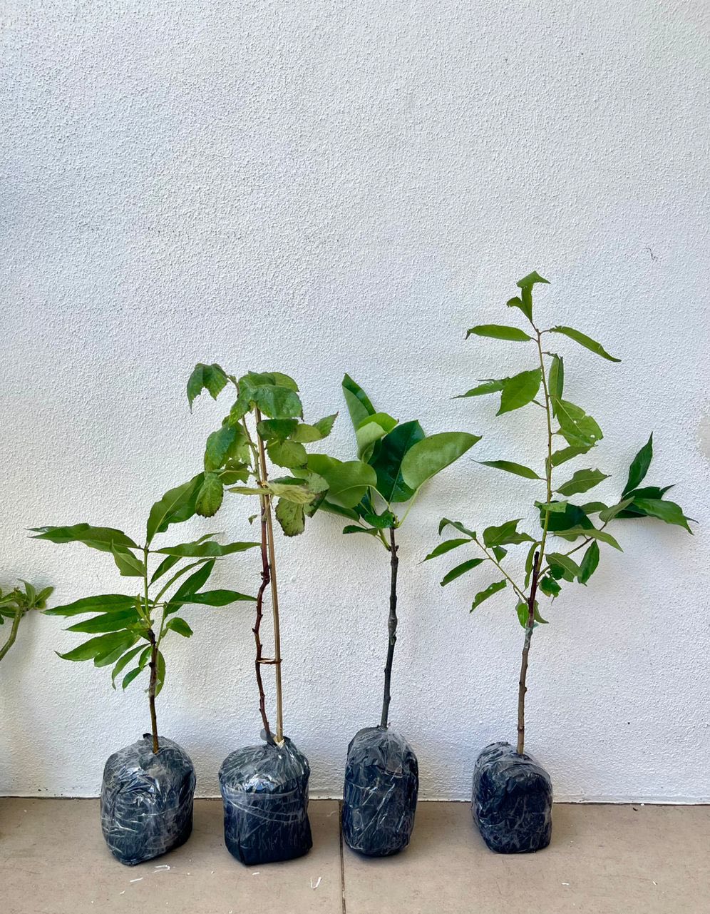 Tanam Pokok ‘Golden Pear’ Dalam Pasu, Boleh Sangat Berbuah Di Malaysia!