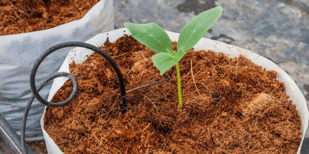 Cara Betul Jaga Tanaman Pada MUSIM HUJAN, Elak Masalah Akar Reput & Serangan Kulat!