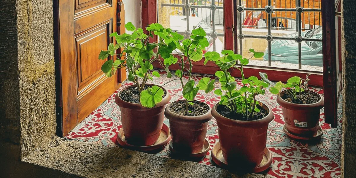 Cara Betul Jaga Tanaman Pada MUSIM HUJAN, Elak Masalah Akar Reput & Serangan Kulat!