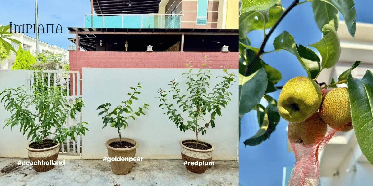 Tanam Pokok 'Golden Pear' Dalam Pasu, Boleh Sangat Berbuah Di Malaysia!
