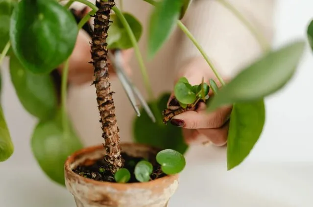 Cara Selamatkan Pokok Terendam Air Banjir, Elak Risiko Akar Rosak & Jangkitan Penyakit