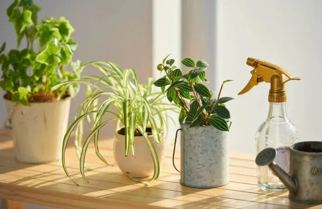 Cara Selamatkan Pokok Terendam Air Banjir, Elak Risiko Akar Rosak & Jangkitan Penyakit