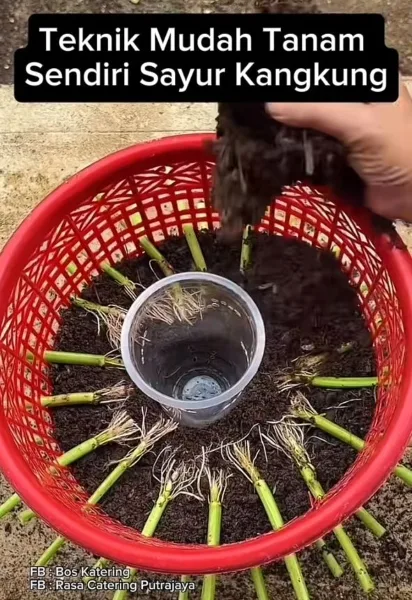 Tanam Kangkung Dalam Bakul! Cara Mudah & Jimat Untuk Rumah Kecil 4 Tanam Kangkung Dalam Bakul! Cara Mudah & Jimat Untuk Rumah Kecil