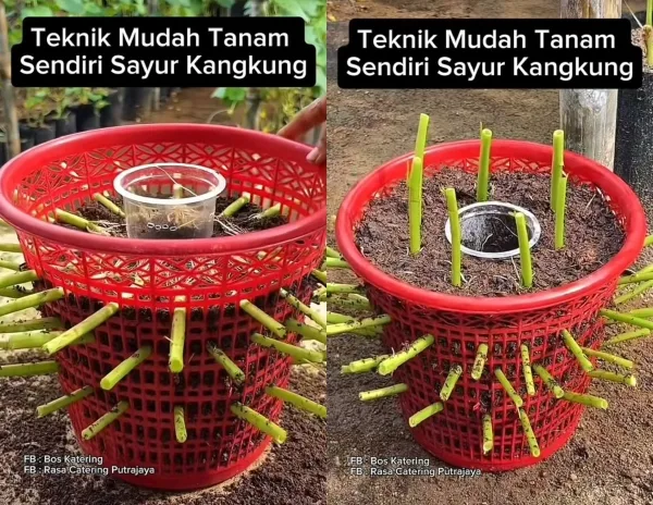 Tanam Kangkung Dalam Bakul! Cara Mudah & Jimat Untuk Rumah Kecil 5 Tanam Kangkung Dalam Bakul! Cara Mudah & Jimat Untuk Rumah Kecil