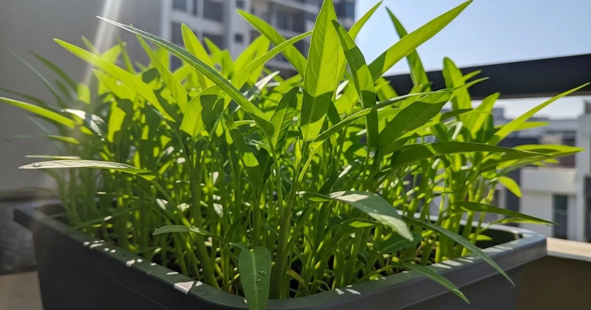 Sayur Mudah Tanam! 10 Pilihan Bijak, Cepat Hasil Walau Ruang Kecil Di Apartment