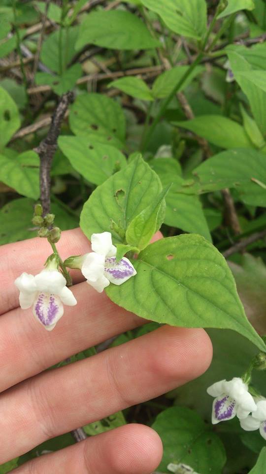 5 Khasiat Rumput Israel Yang Ramai Tak Tahu