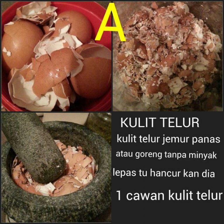 Baja Orkid 2 in 1: Rahsia Guna Beras, Kacang Hijau & Kulit Telur Untuk Orkid Malas Berbunga!