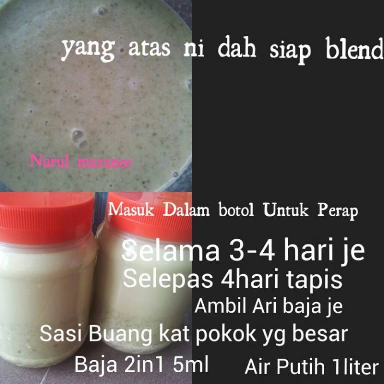 Baja Orkid 2 in 1: Rahsia Guna Beras, Kacang Hijau & Kulit Telur Untuk Orkid Malas Berbunga!