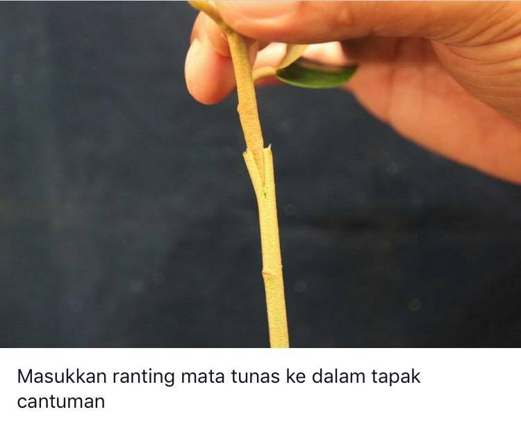 Cantuman Anak Pokok Durian Cara Ini Berjaya 100% - IMPIANA
