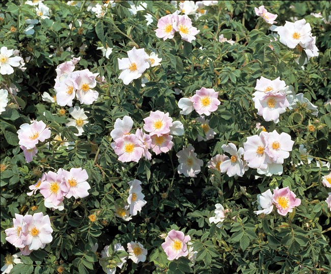 Rosa botanica Rosa botanica