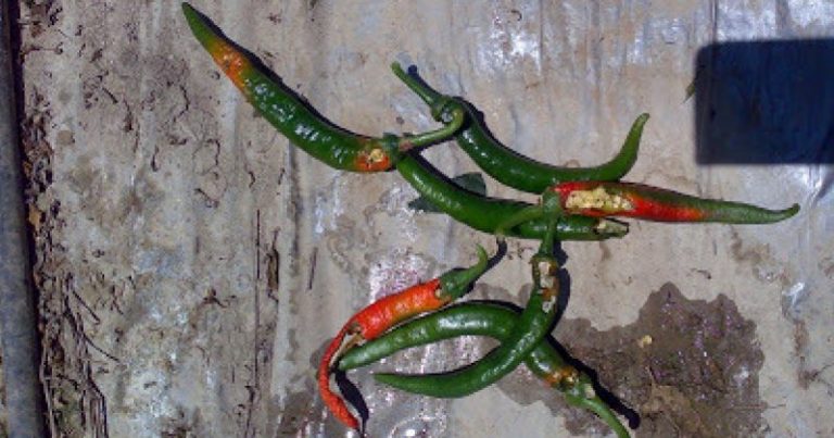 baja untuk pokok cili